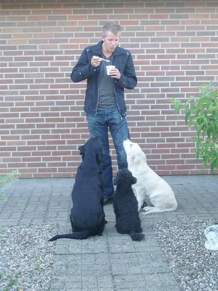 Dværgpuddel Finto's Black Beethoven billede 1