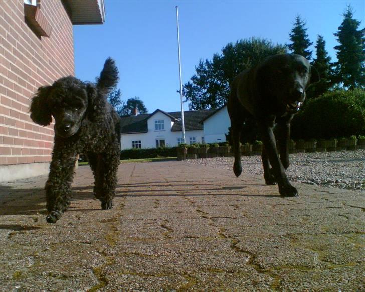 Dværgpuddel Finto's Black Beethoven billede 2