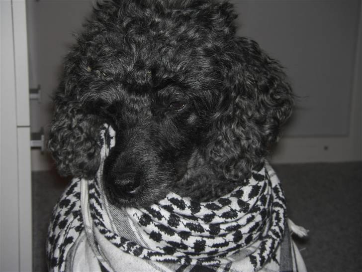 Dværgpuddel Finto's Black Beethoven billede 3