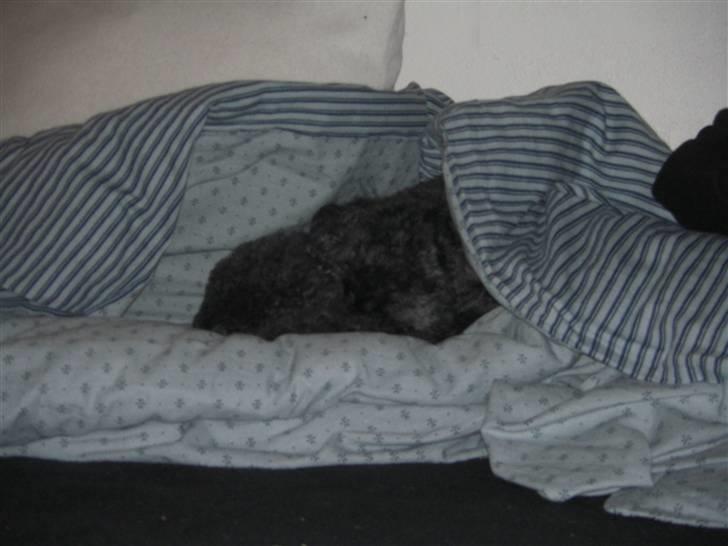 Dværgpuddel Finto's Black Beethoven billede 4