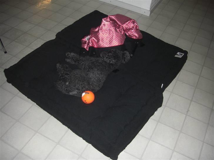 Dværgpuddel Finto's Black Beethoven billede 5