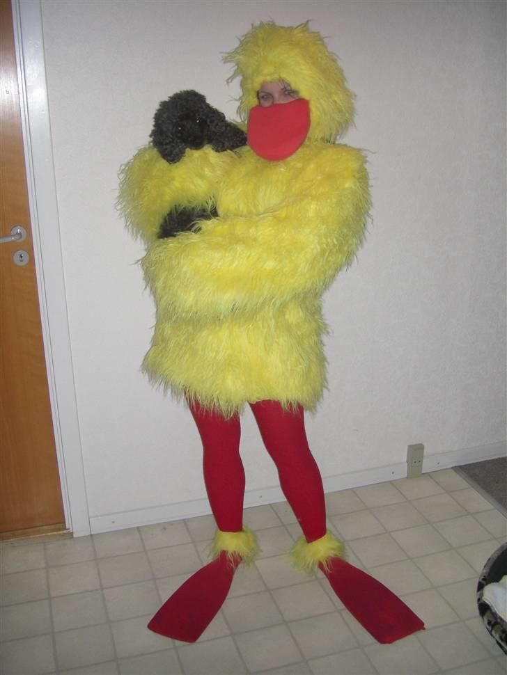 Dværgpuddel Finto's Black Beethoven billede 6