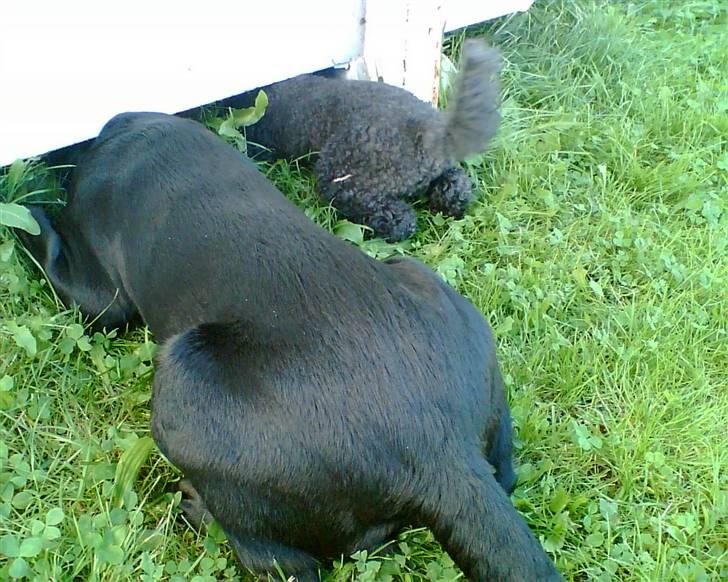 Dværgpuddel Finto's Black Beethoven billede 7