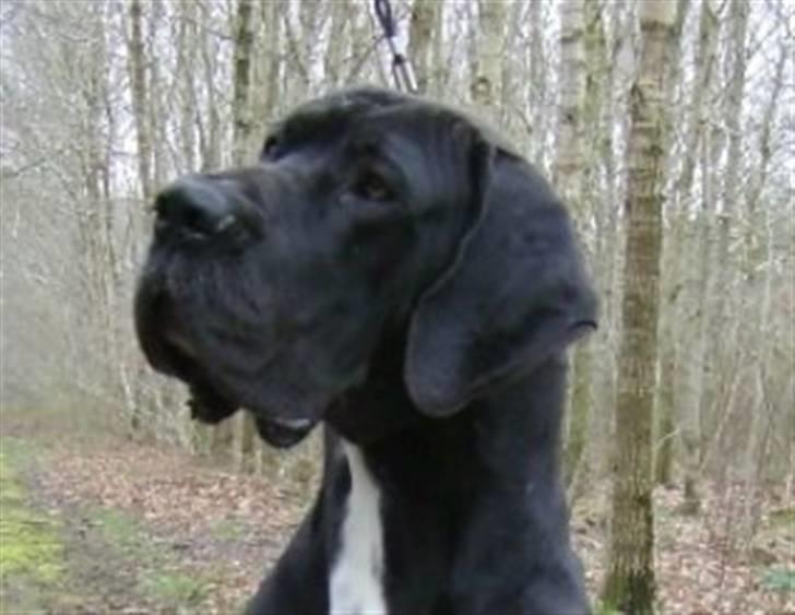 Grand danois Pharo billede 1