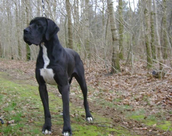 Grand danois Pharo billede 2