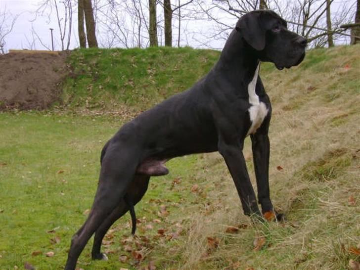 Grand danois Pharo billede 3