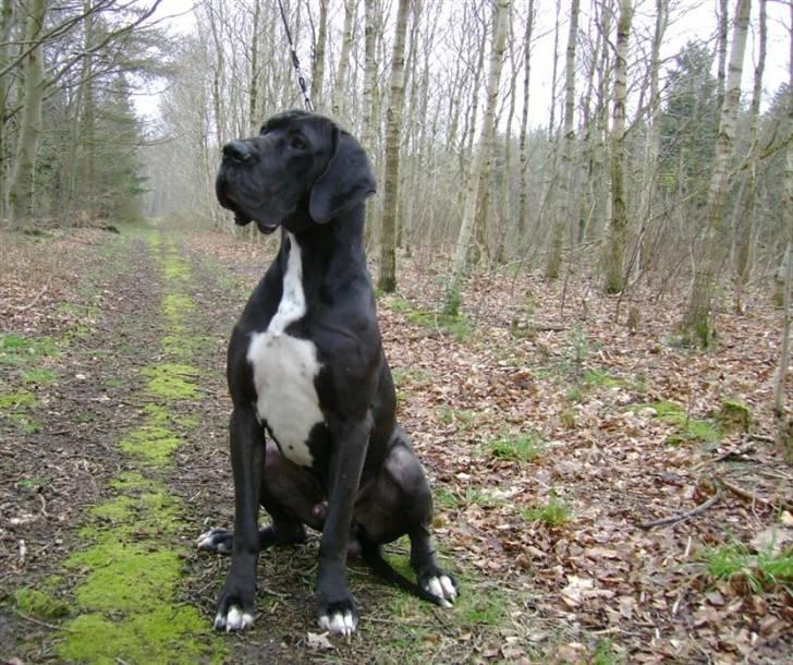 Grand danois Pharo billede 4