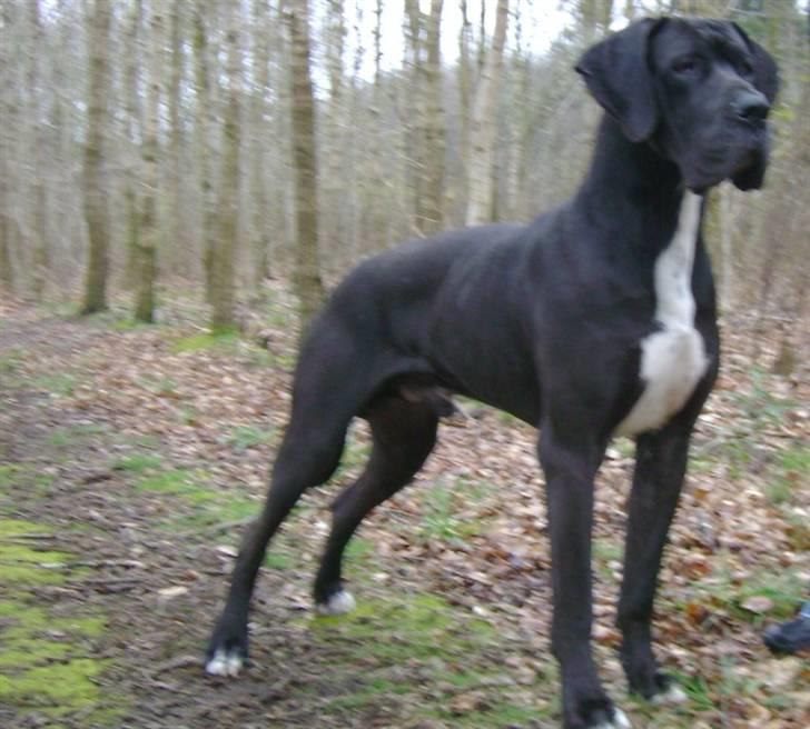 Grand danois Pharo billede 5