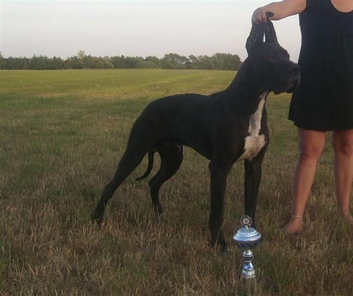 Grand danois Pharo billede 6