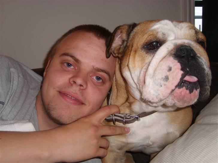 Engelsk bulldog manfred - manfred og jesper billede 14