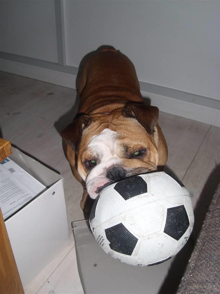 Engelsk bulldog manfred - manfred elsker bolde især fodbolde,.. billede 15