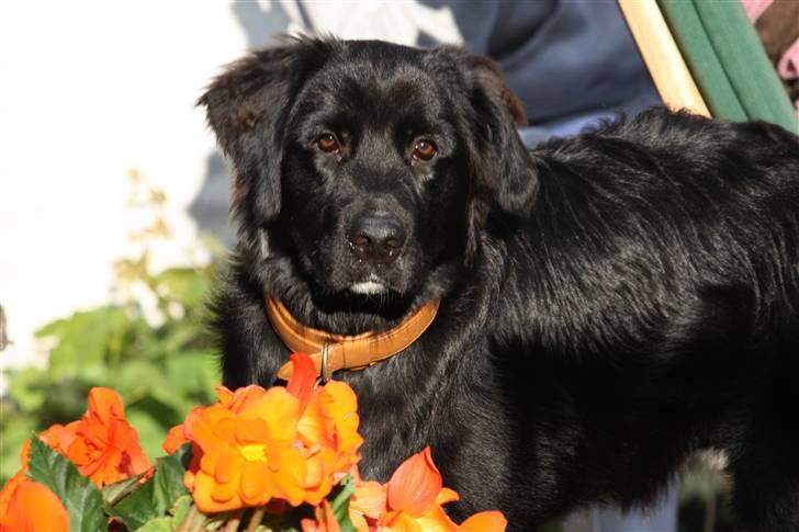 Blanding af racer Lulu billede 7