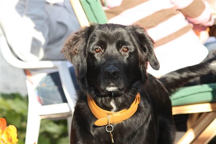 Blanding af racer Lulu billede 8