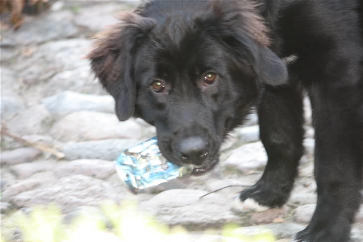 Blanding af racer Lulu - uhh.. jeg elsker at bide i ting.... billede 9