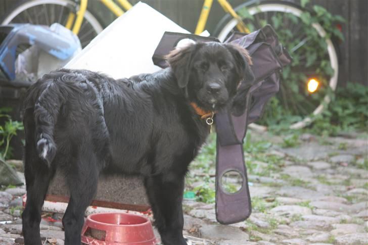 Blanding af racer Lulu billede 10