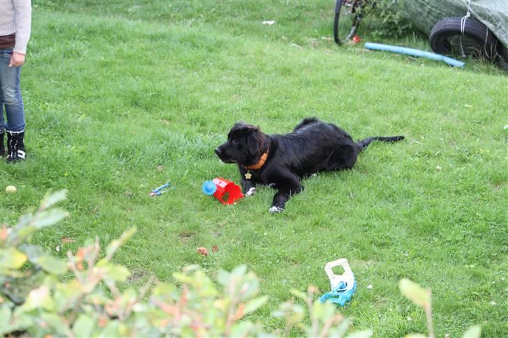 Blanding af racer Lulu billede 11