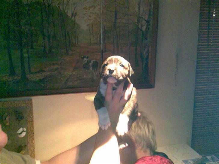 Amerikansk bulldog Mandy (Ko) - Nej hvor jeg lille  billede 1