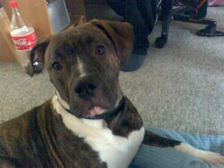 Amerikansk bulldog Mandy (Ko) - Er jeg  ikke smuk og dejlig  billede 2