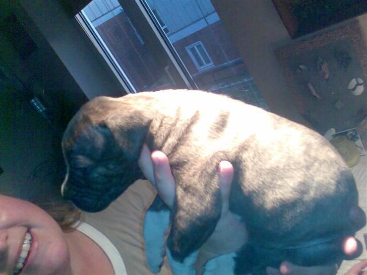 Amerikansk bulldog Mandy (Ko) - Her er også lile og lidt tyk  billede 3