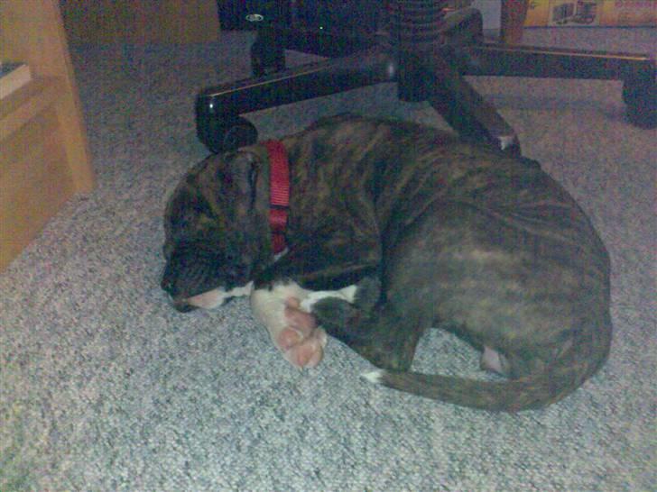 Amerikansk bulldog Mandy (Ko) - Er træt nu , men stadig væk ballade mager billede 4