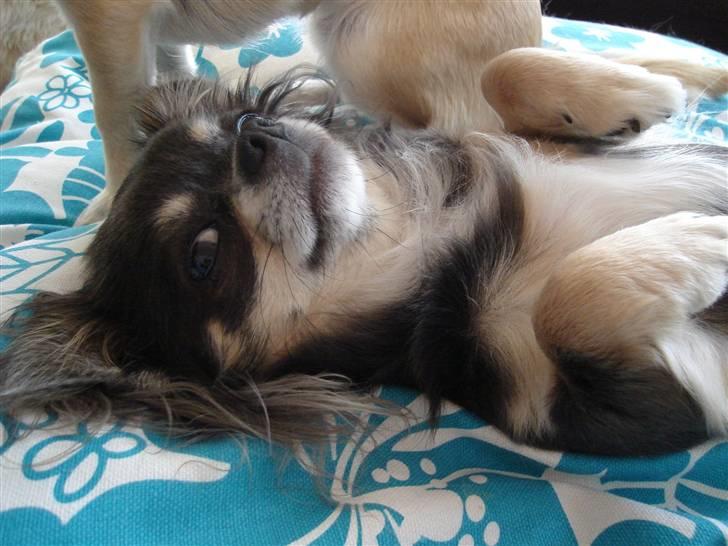 Chihuahua *Gorgeous <3* billede 17