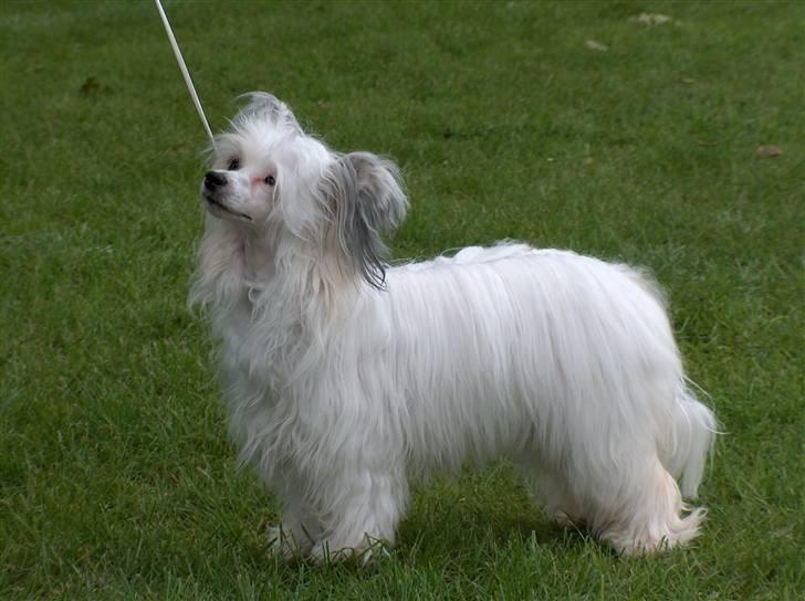 Chinese crested hårløs Clare - Vejen - august 2008 billede 13