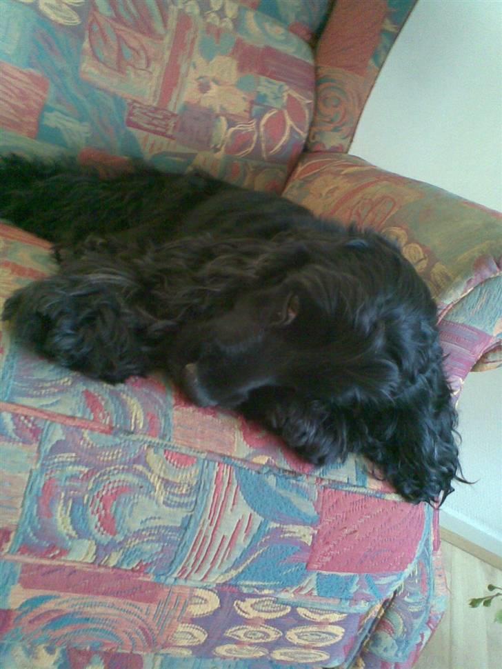 Cocker spaniel Catchy Remarkable Ruth billede 7