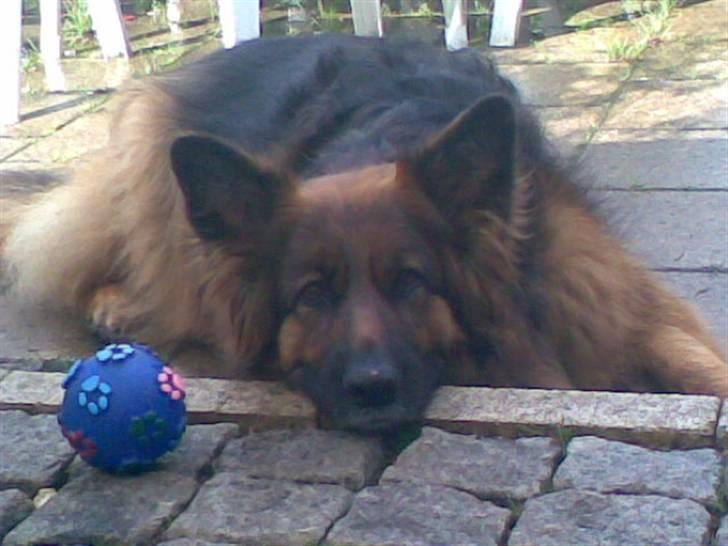 Schæferhund Kiwi billede 8