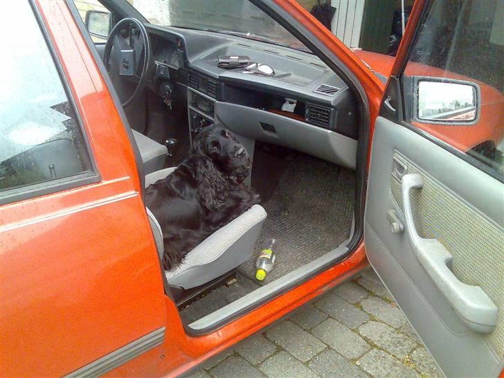 Cocker spaniel Catchy Remarkable Ruth billede 9