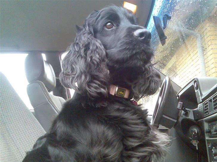 Cocker spaniel Catchy Remarkable Ruth billede 10