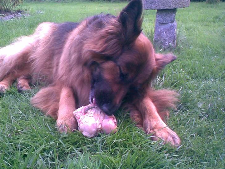 Schæferhund Kiwi billede 9