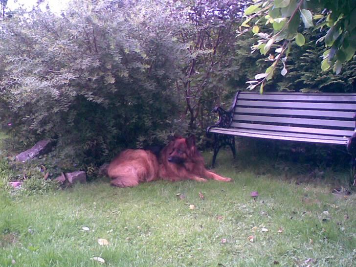 Schæferhund Kiwi billede 10