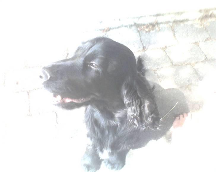 Cocker spaniel Catchy Remarkable Ruth billede 11