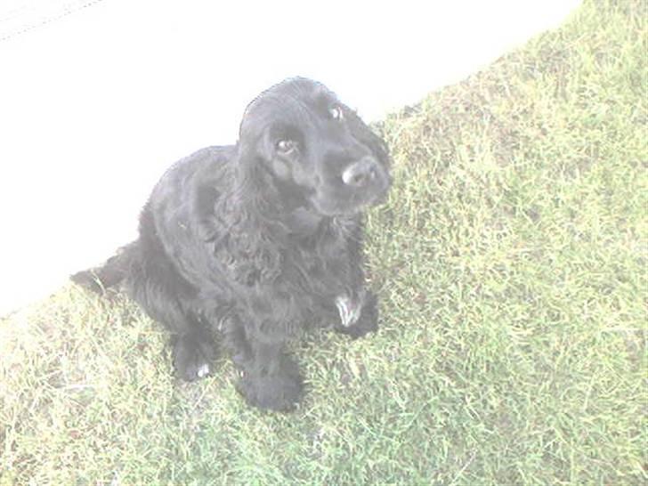 Cocker spaniel Catchy Remarkable Ruth billede 12