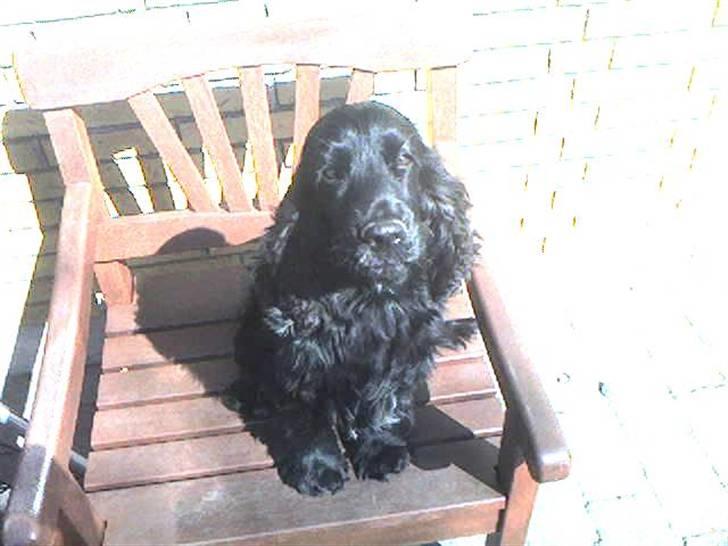 Cocker spaniel Catchy Remarkable Ruth - dengang hun var lille. meget gammelt billede. billede 13