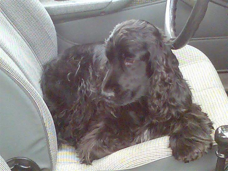 Cocker spaniel Catchy Remarkable Ruth billede 14