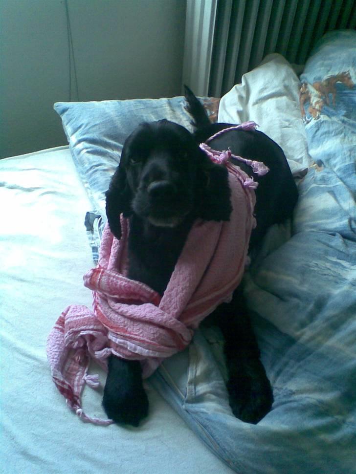 Cocker spaniel Catchy Remarkable Ruth billede 15