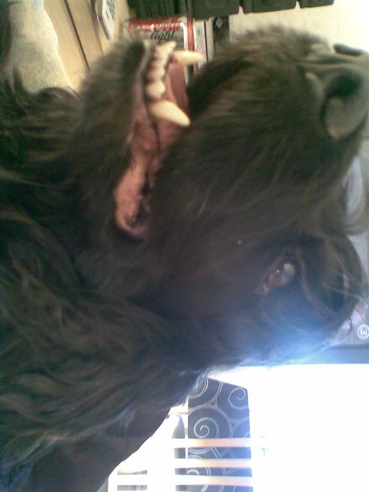 Cocker spaniel Catchy Remarkable Ruth billede 16