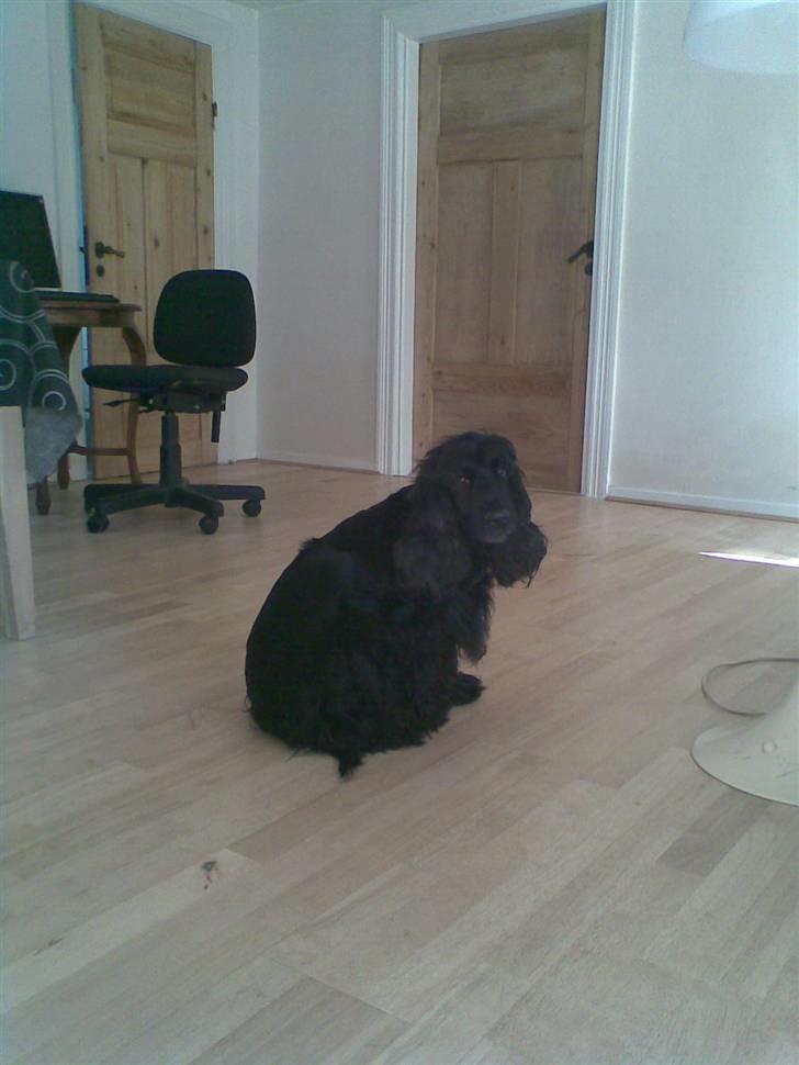 Cocker spaniel Catchy Remarkable Ruth billede 17