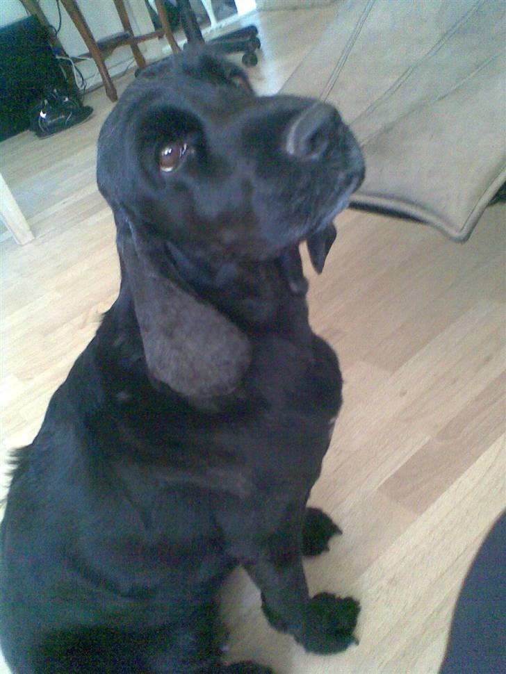 Cocker spaniel Catchy Remarkable Ruth billede 18