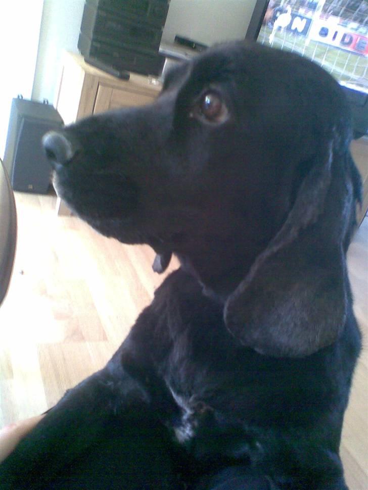 Cocker spaniel Catchy Remarkable Ruth billede 19