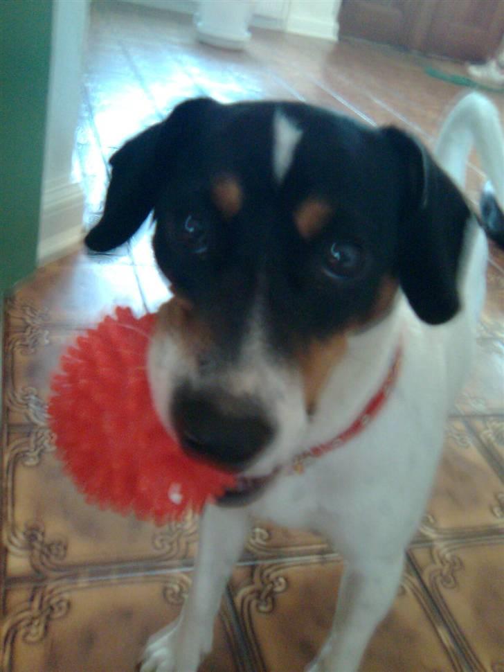 Dansk svensk gaardhund Ronja - Ronja med sit pive-pindsvind billede 16