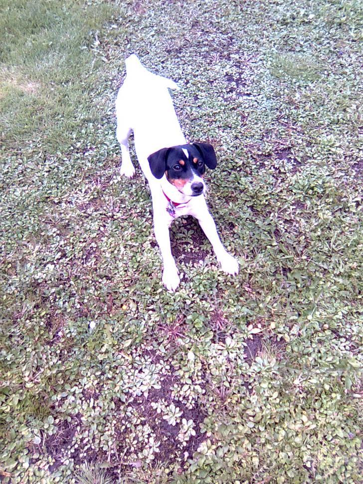 Dansk svensk gaardhund Ronja - Her er Ronja igang med lokke frisbee´en ud af mig :-) billede 17