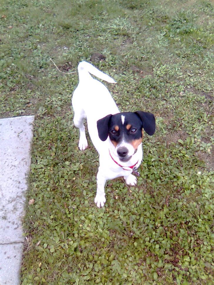 Dansk svensk gaardhund Ronja - Her holder jeg også frisbee´en billede 18