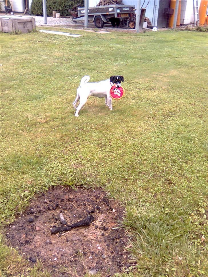 Dansk svensk gaardhund Ronja - Her har hun så fået den, og vil bestemt ikke aflevere igen :-) billede 19