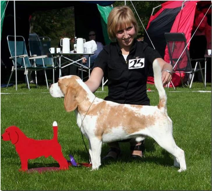 Beagle Gambey - Så har Gambey vundet championklassen for første gang med klubcert. :-) billede 6
