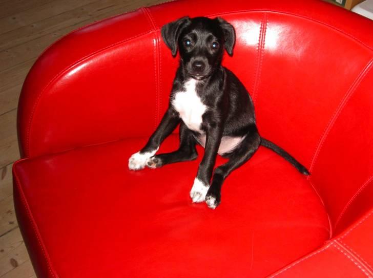 Blanding af racer Karla Malone - Troner i sin lænestol billede 5