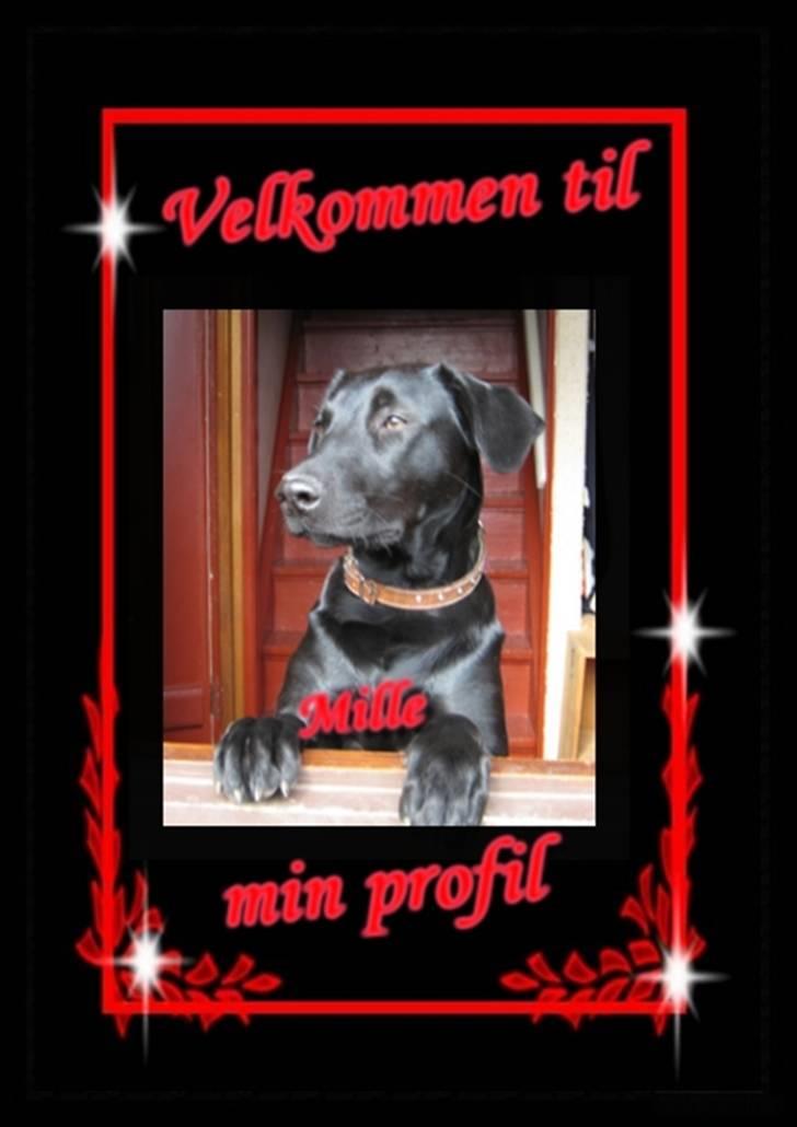 Blanding af racer Mille lab blanding billede 1