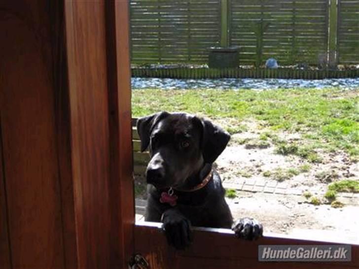 Blanding af racer Mille lab blanding billede 2