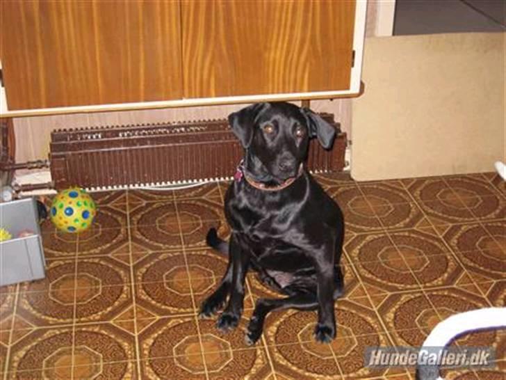 Blanding af racer Mille lab blanding billede 3